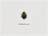 藏品(藍帶條金龜)的圖片